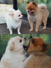 （ぴよりんさん提供）