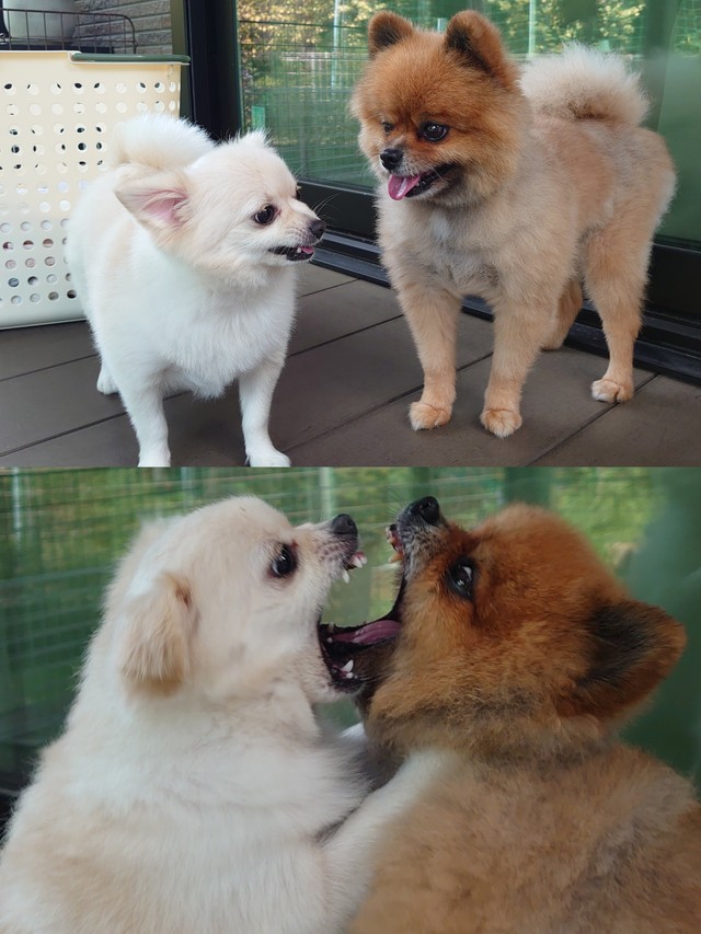 （ぴよりんさん提供）