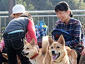 保護犬の譲渡を受けた喜び　家族の一員に迎え、幸せ