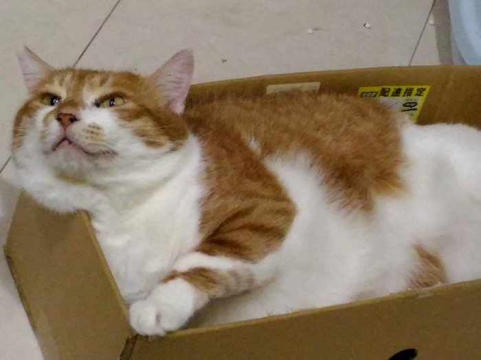 トライアル前ののびのび姿(友さん提供)