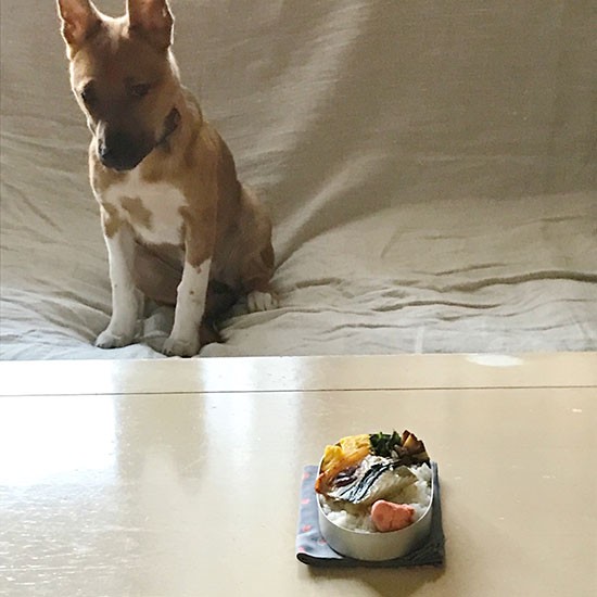 お弁当に興味津々でも見ないふり