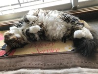 いつもへそ天で寝転がっているレオ君…もふもふのお腹が魅力的