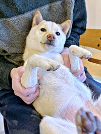 抱っこされてまったり過ごすうるちゃん（画像提供：うるちゃんさん）