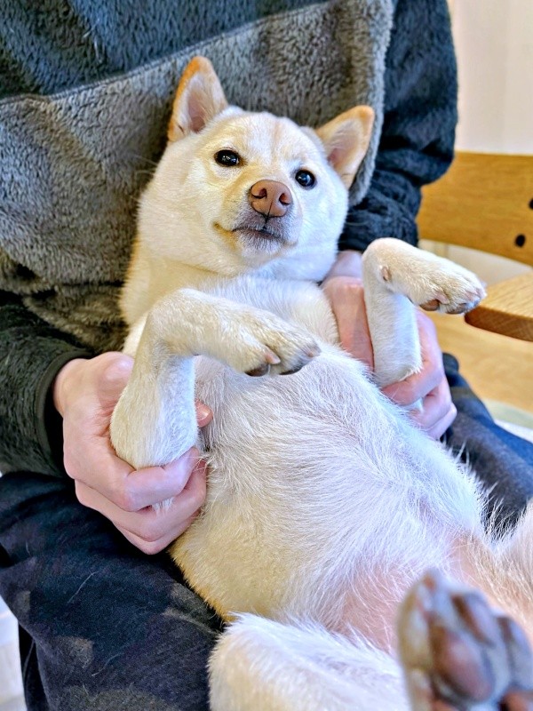 抱っこされてまったり過ごすうるちゃん（画像提供：うるちゃんさん）