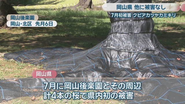 岡山後楽園(岡山･北区)8月6日