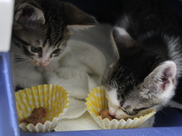 キャリーが好きになる練習中