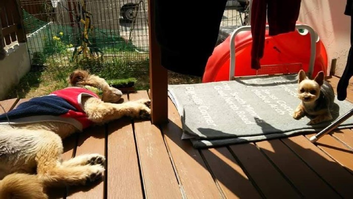 一緒に暮らす桜子ちゃんと日向ぼっこ