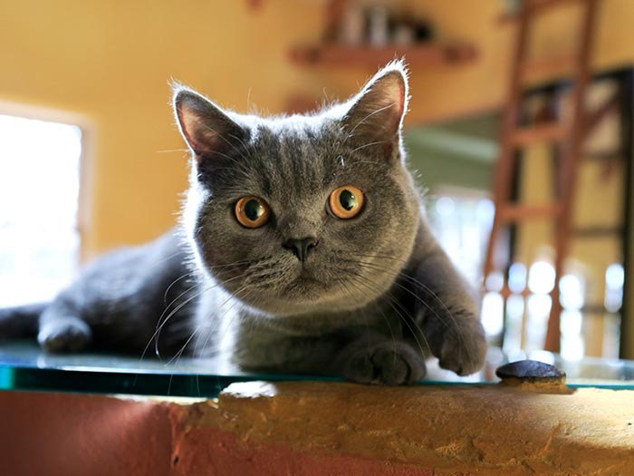 大きなカメラもなんのその