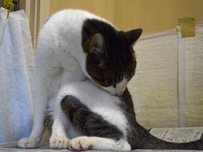 猫舎で過ごしていた猫。食事の後の毛づくろい