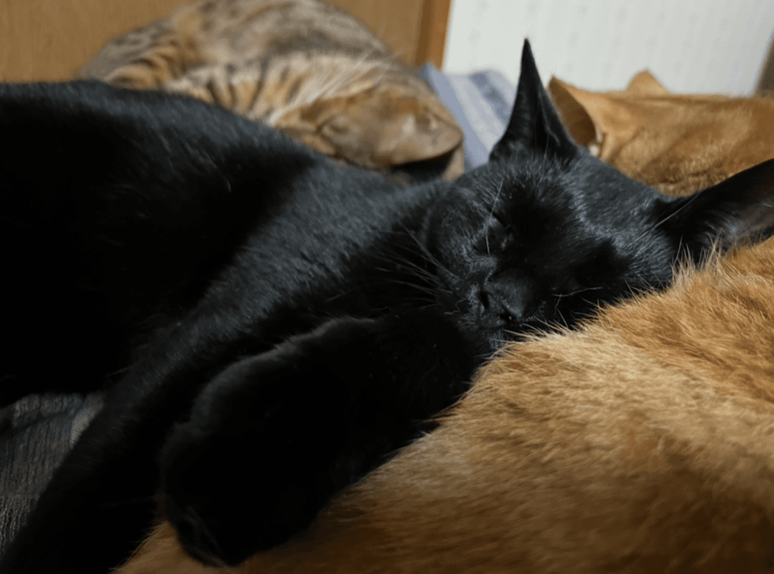 ツヤツヤの毛並みが美しい黒猫に成長（画像提供：9urumittoさん）