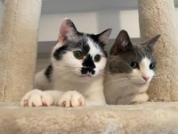 後輩猫小豆ちゃん（右）と。例えて言うなら、小豆ちゃんはジャイアン、大福くんはのび太くんらしい。