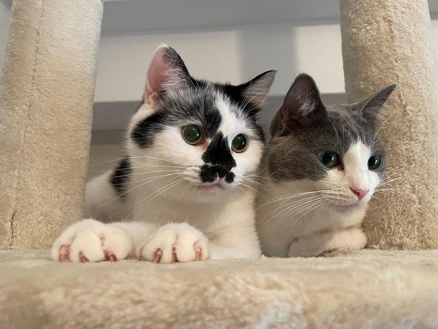 後輩猫小豆ちゃん（右）と。例えて言うなら、小豆ちゃんはジャイアン、大福くんはのび太くんらしい。