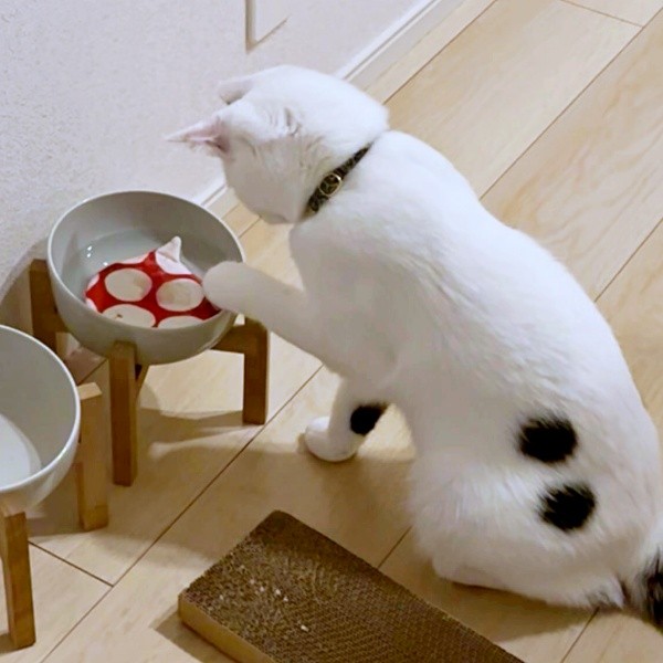 器に入ったコースターを前足でちょいちょいするあめちゃん（画像提供：様子がおかしい猫 あめさん）
