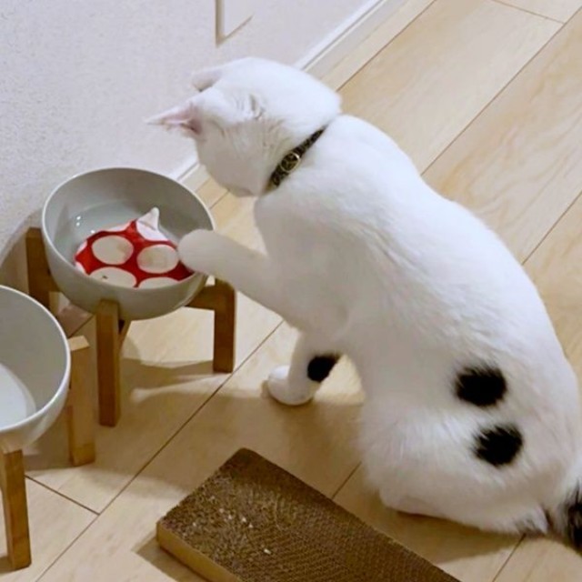 器に入ったコースターを前足でちょいちょいするあめちゃん（画像提供：様子がおかしい猫 あめさん）