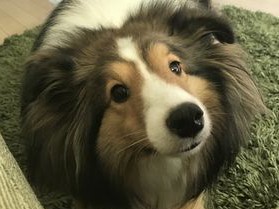 人なつこくて内弁慶で甘えん坊　シェルティのリトル