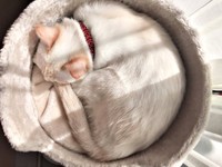 2019年3月、丸まってすやすや眠るひなたちゃん（画像提供：hinataさん）