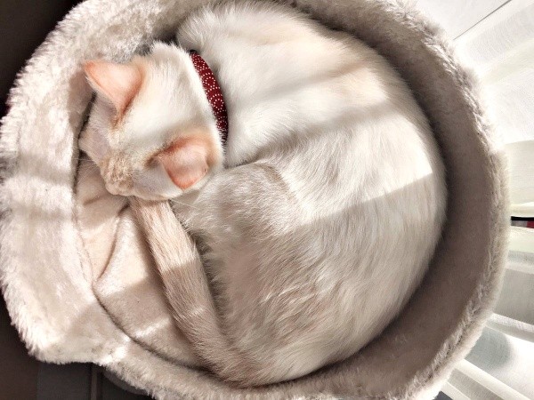 2019年3月、丸まってすやすや眠るひなたちゃん（画像提供：hinataさん）