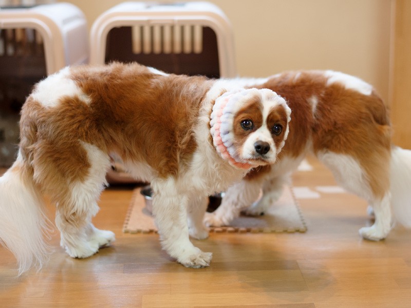 「このフェミニンなヘアバンドは、食事のときに着けるんだよ」（小林写函撮影）