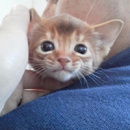 家にきたころの「仁海（ひとみ）」