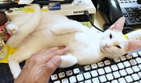 飼い主さんのキーボード前でゴロンと“へそ天”になって甘えるトーイちゃん（画像提供：安田武史さん）