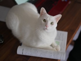 白猫記事一覧 犬 猫との幸せな暮らしのためのペット情報サイト Sippo