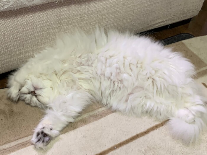 のびーっとリラックス。山下さんの愛猫ルル（山下さん提供）