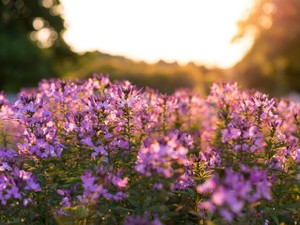あの人は可愛いと言ってくれた。だからわたしは世界でいちばん可愛い