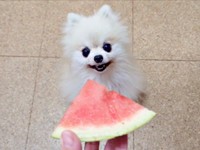 スイカ大好き！ にこにこ笑顔になるこまちちゃん（画像提供：comatemaさん）