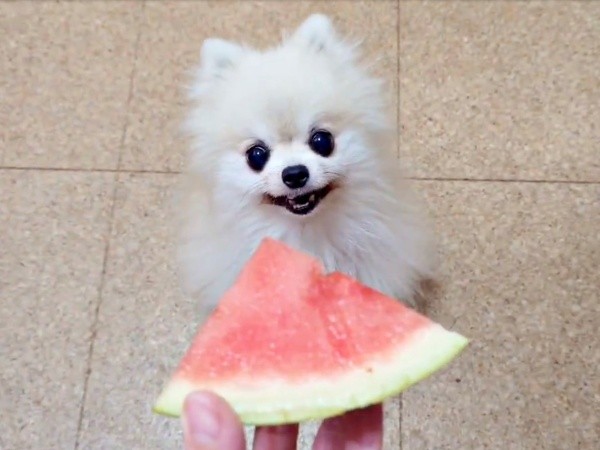 スイカ大好き！ にこにこ笑顔になるこまちちゃん（画像提供：comatemaさん）