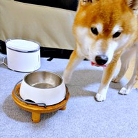 ご飯のお皿まわりをチェックする小太郎くん（画像提供：こたろうくん）