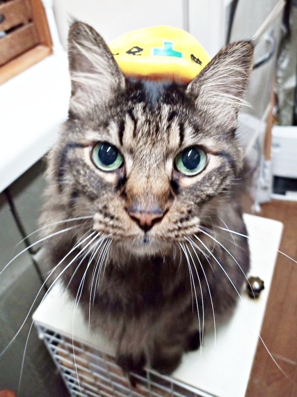 安全帽をかぶって飼い主さんを見つめるたまちゃん（画像提供：ハナちゃん）