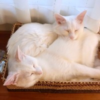 兄弟そろって箱の中にギュッとおさまってすやすや…（画像提供：はんびらミルとおとろレオさん）