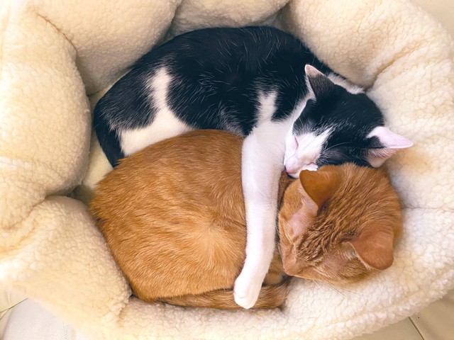 仲良く抱きついて眠る様子（提供：ソレイユさん）