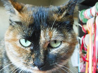 お花屋さんの看板猫は、自由奔放で予測不可能！