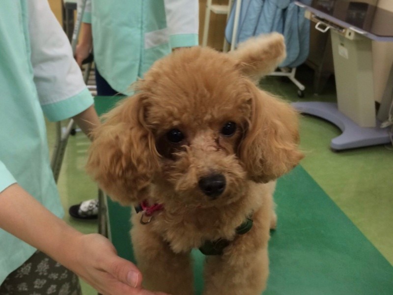 実習のお手伝いをするクッキー（波戸さん提供）