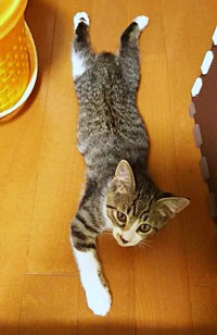 保護当初、生後推定2、3カ月のころ。飼い主さんの姉宅で過ごしていた時期のまめたろくん（画像提供：まめたろさん）