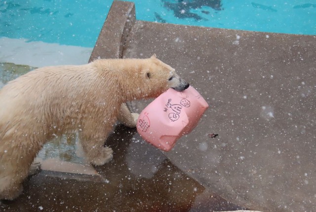 新しいオモチャうれしいフブキ