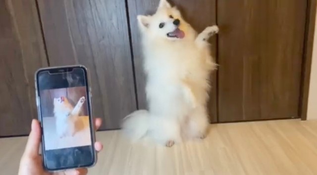 画像と同じポーズ！（動画からキャプチャー／提供：ぽぽさん）