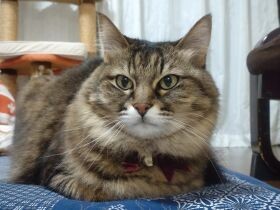 猫の「はぴ」、飼い主が席を外したすきに座布団ゲット！　「ここがいいにゃ」