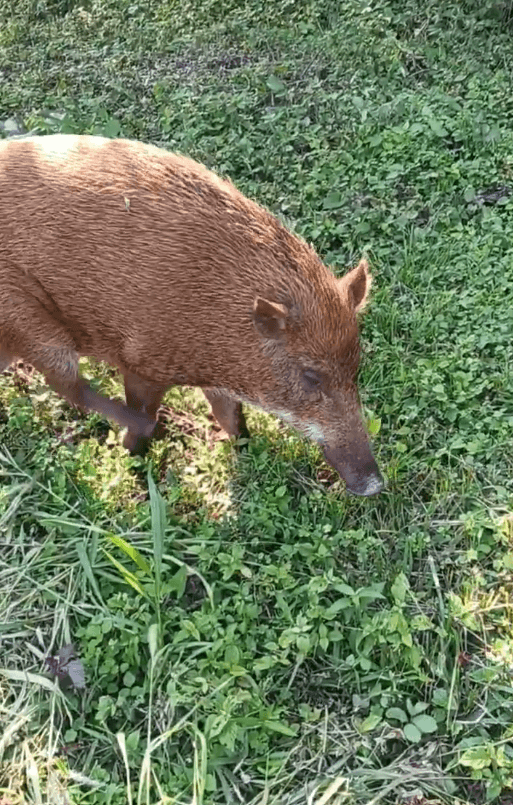 クルミを殻ごと食べるみなみちゃん