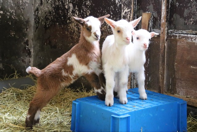 六甲山牧場で生まれた三つ子の子ヤギが話題に