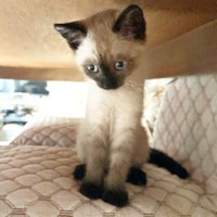 子猫時代、すくすく成長していったおこげちゃん（画像提供：コハちゃん）