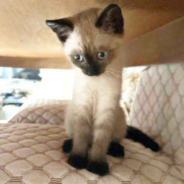 子猫時代、すくすく成長していったおこげちゃん（画像提供：コハちゃん）