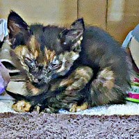 駐車場でうずくまっていたまるちゃん（画像提供：しろくまですよ。さん）