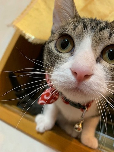 ピンクの鼻にも注目してね