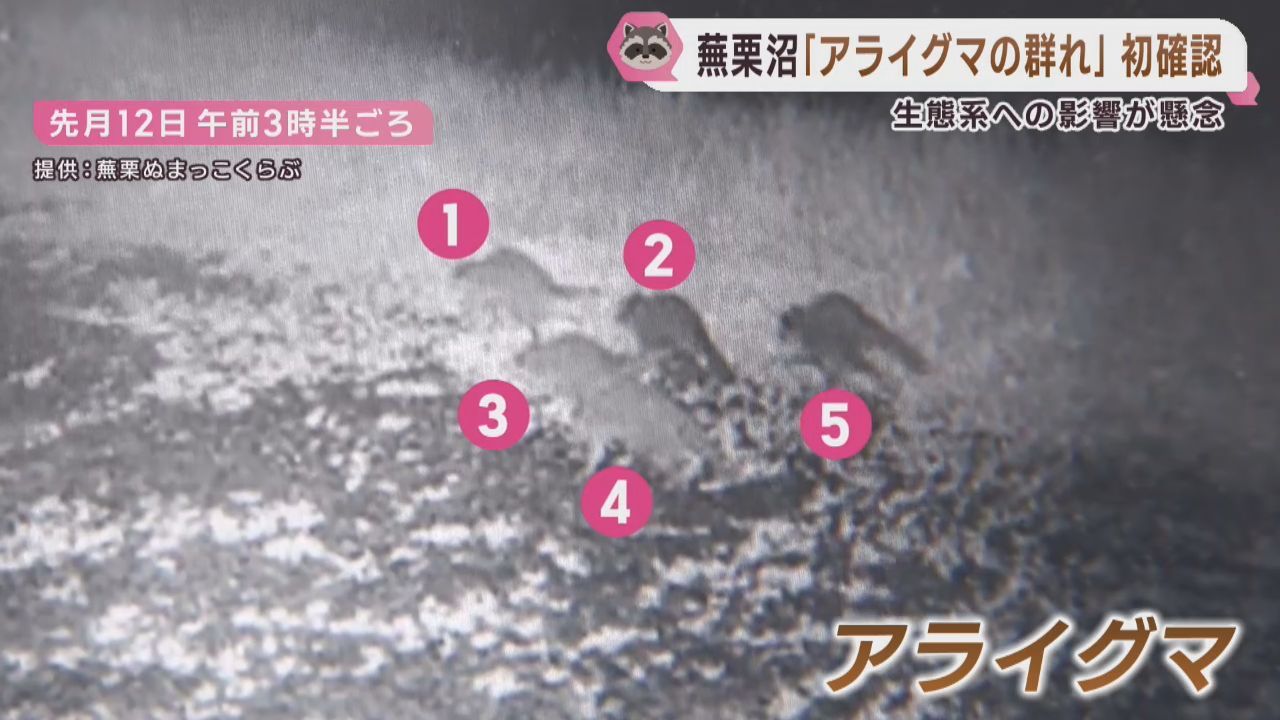 渡り鳥の飛来地蕪栗沼にアライグマの群れ　生態系への影響を懸念　宮城・大崎市