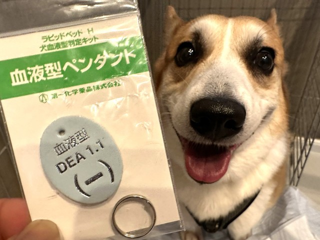 ぽてちくんと同じ「DEA1.1(-)」の血液型のぶん太くん（ぶん太くんの飼い主さん提供）