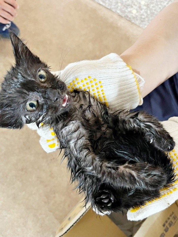 発見時、草むらで雨に濡れて鳴いていたどんちゃん（画像提供：おぬどんさん）