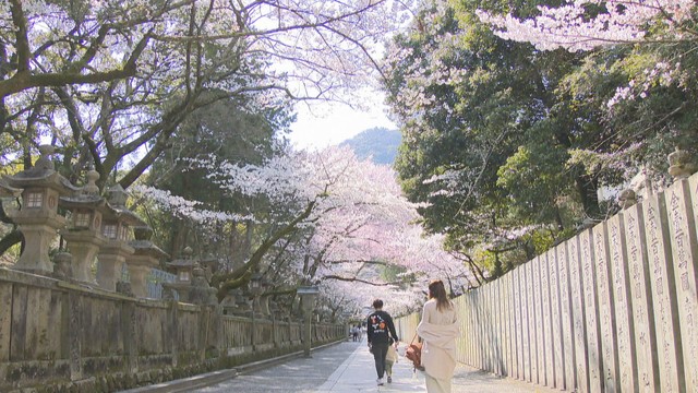 あなたが好きな春の花は？　花にまつわるエピソードも…みんなに聞いてみた