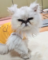 20年と8ヶ月6日間のニャン生を謳歌した美雷ちゃん